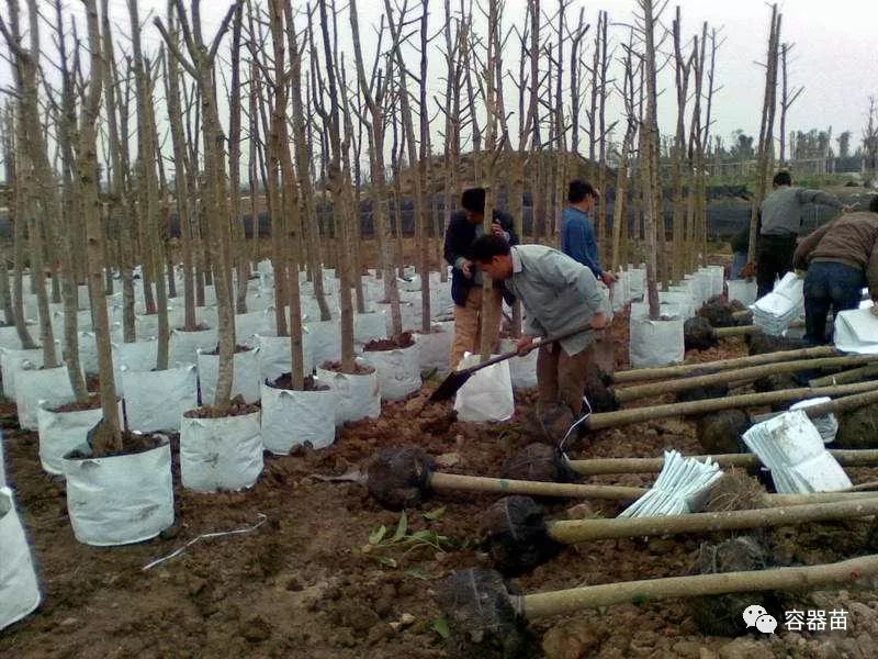 無紡布袋在容器育苗中如此流行,但絕非完美! 第3張 無紡布袋在容器育苗中如此流行,但絕非完美! 第3張