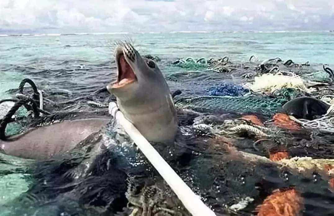 環(huán)保科普 | 為什么要禁塑、限塑？ 第8張