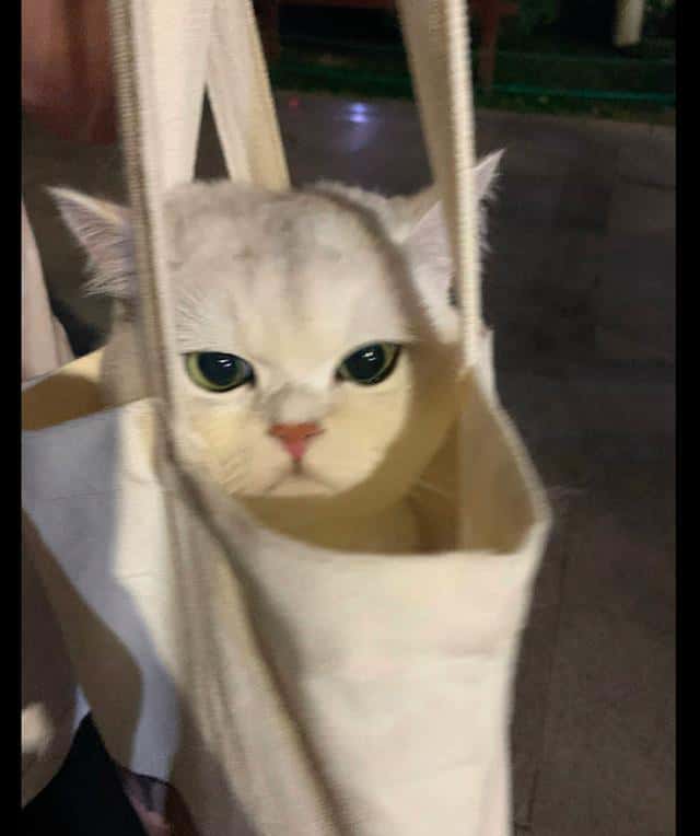 把貓咪裝進帆布袋？