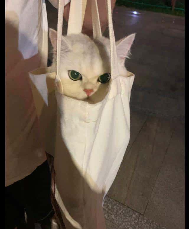 把貓咪裝進帆布袋? 第2張 把貓咪裝進帆布袋? 第2張