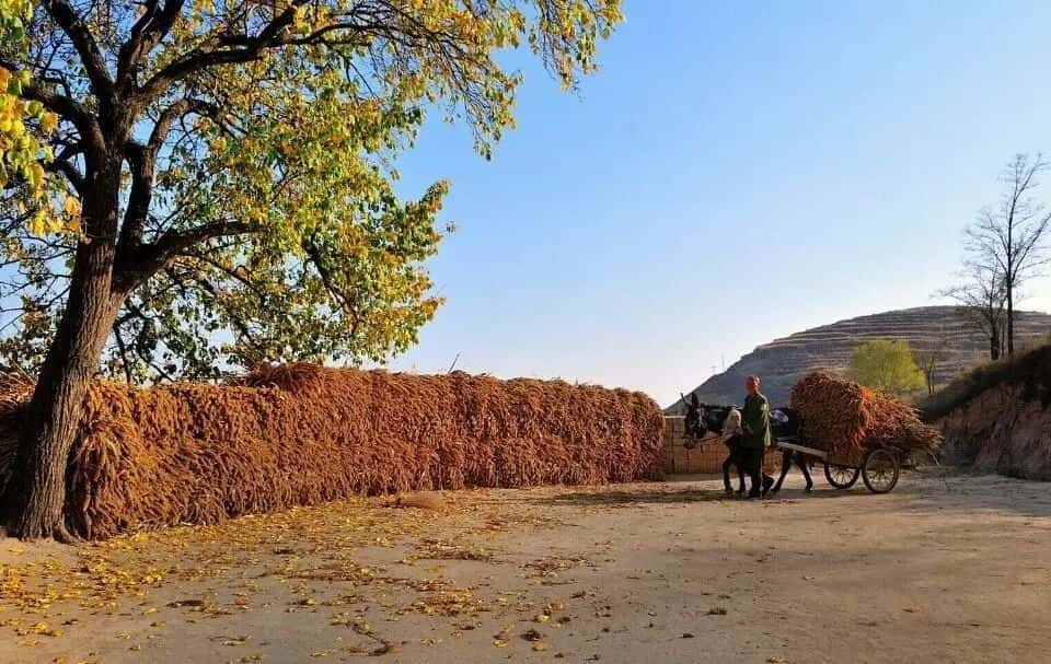 山區(qū)留守老人黃小米銷路難,緊急求援,讓我們一起轉發(fā),給他們多一份希望. 第7張 山區(qū)留守老人黃小米銷路難,緊急求援,讓我們一起轉發(fā),給他們多一份希望. 第7張