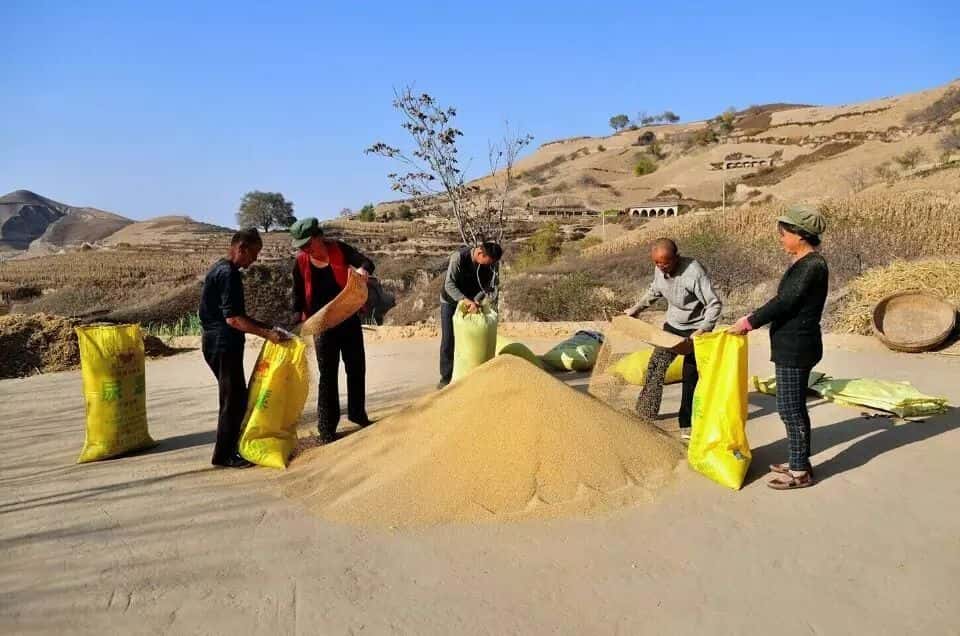 山區(qū)留守老人黃小米銷路難,緊急求援,讓我們一起轉發(fā),給他們多一份希望. 第9張 山區(qū)留守老人黃小米銷路難,緊急求援,讓我們一起轉發(fā),給他們多一份希望. 第9張